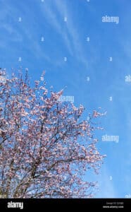 Un susino giapponese fiorito che si staglia contro un cielo limpido, circondato da una ricca natura allaperto con piante di gelsomino la bellezza della natura in tutta la sua gloria
