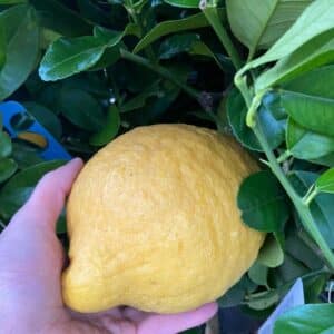 Una persona giovane con un panino al limone del cedro giallo, un delizioso prodotto agrumato ricco di frutta che soddisfa il palato di grandi e piccini
