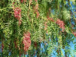 Una foto che mostra la bellezza di un giardino in cui un falso pepe conifero cresce tra lussureggianti piante e fiori, regalandoci una vista di natura, terra e arie aperte Un invito a godere della bellezza di un giardino incontaminato