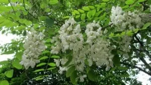 Questa immagine mostra un bellissimo albero di Robinia in un giardino, con la sua vegetazione di foglie verdi che si estende di fronte a un prato allaperto Questa scena è una chiara rappresentazione della natura che circonda un giardino, portando ad una sensazione di serenità e calma GardenFiore è lideale per godere di unesperienza di contatto con la natura