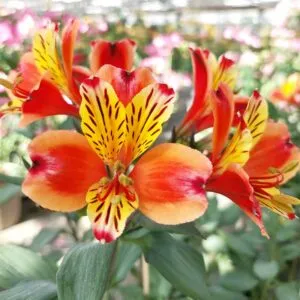 Una folgorante bellezza autunnale un fiore dai petali di petalo, una pianta dalle anthere di giglio, ricca di stupore e fascino