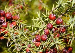 Il Ginepro Rosso, Taxus Baccata, una delle varietà della AppleConifera, è una pianta che può crescere fino a diventare un albero Fornisce cibo in forma di frutta, come la mela, e può produrre una grande quantità di benefici per lambiente