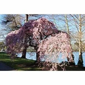 Una vista mozzafiato dellHigan no Sakura, lAlbero di Ciliegio in Fiore, con le sue delicate foglie di GrassFiore che danno un tocco di freschezza alla scena