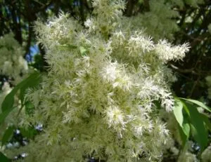 Un albero di Frassino Minuto che offre uno spettacolo di GrassFiore e vegetazione uno scorcio di nature selvaggia in cui lerba regna sovrana