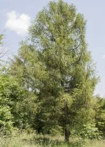Questa è una foto di un larice americano, un grande albero conifero dal tronco slanciato e dai rami spesso coperti dalle aghi di pino Questa pianta del sottobosco può crescere fino a metri ed è una delle più belle conifere del Nord America