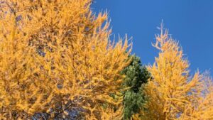 Questa foto mostra un albero di larice, una pianta conosciuta anche come pino conifero Il suo tronco scuro e lampia chioma sono una vista splendida che ricorda la bellezza della natura