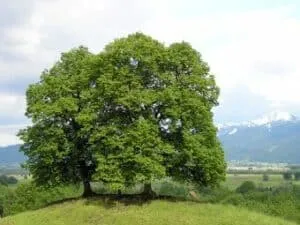 Questa foto ritrae una vista mozzafiato di una pianta di tiglio crimea selvatico e un albero di pino quercia che cresce insieme in un paesaggio naturale La forza della natura è evidente in questa immagine, con le forti radici di questi alberi che simboleggiano la loro resistenza e durata