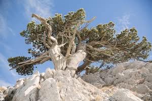 Un pino loricato, un albero imponente dal tronco di legno massiccio che si erge bello e forte nella natura allaperto
