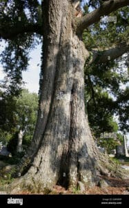 Un albero maestoso e imponente con un tronco possente che si protende verso il cielo, mentre le sue ampie foglie verdi e vibranti si stagliano sullo sfondo Una pianta dalleleganza senza tempo, che cattura lattenzione e ci ricorda la forza della natura