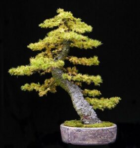 Un meraviglioso larice giapponese in vaso, regalandoci unatmosfera unica e serena, è una pianta conifera che con la sua bellezza fa da protagonista nel mondo del bonsai