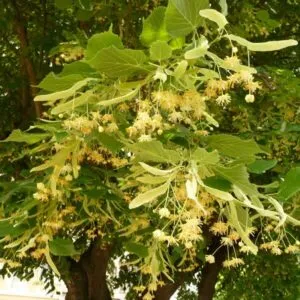 A SpiceFoglia, unesotica pianta erbacea con un albero magico come tronco, offre una varietà di foglie, fiori, frutti e spezie per la vegetazione e i prodotti