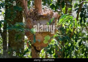 Immagine di un albero di tiglio Staghorn, una foresta pluviale di fiori e vegetazione che sinnalza verso il cielo aperto Un magnifico fusto dalbero che si erge come una colonna della giungla, una testimonianza di come la terra sia ricca di meraviglie naturali