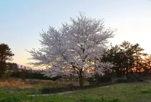 Un ciliegio selvatico in un prato incontaminato, circondato da una verdeggiante vegetazione, mentre sotto di esso un bosco si estende fino allorizzonte Uno scenario da sogno, con un cielo azzurro che si riflette sui fiori e sullerba, per un paesaggio da cartolina