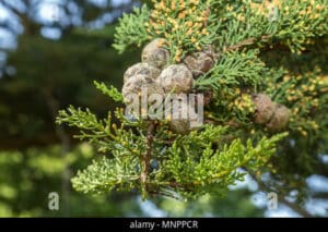Immagine di una pianta di cypress monterey, un albero conifera appartenente alla famiglia degli abeti e dei pini