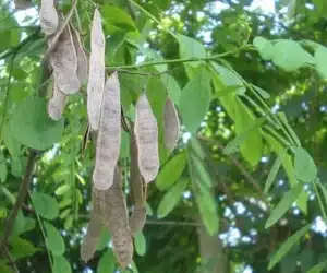 Un medico curante che analizza attentamente un mazzo di fiori gialli alla ricerca di un rimedio per la salute dei suoi pazienti