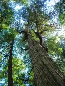 La Diagnosi Medica è fondamentale per una corretta cura La redcedar è un valido aiuto per le analisi, le diagnosi e i rimedi