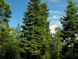 Lalbero di Natale è una conifera, un pino, che si trova in mezzo a un boschetto di vegetazione Una pianta solitaria che trasmette un senso di tranquillità e pace in questo periodo di festa