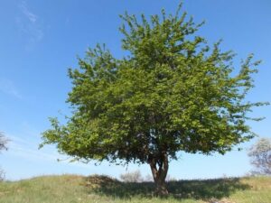 Una foto di Soumei, una pianta dal fogliame lussureggiante e dai rami ricchi di vegetazione Un albero maestoso con cespugli che circondano il tronco Uno spettacolo di natura incontaminata