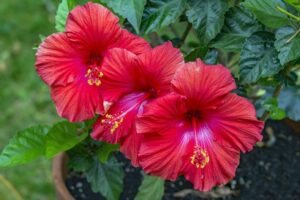 Questa incantevole immagine mostra un albero miracoloso con uno stemma di un fiore, una pianta con antera e petali di ibisco, uno stelo verde che sboccia in una vibrazione di fiori Unimmagine che ci ricorda che la natura è una meraviglia!