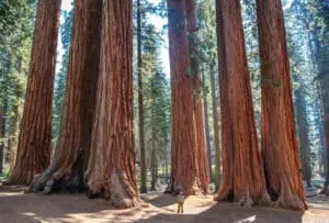 Un uomo si trova in mezzo a una foresta di sequoie rosse, circondato dalla vasta vegetazione di ForestGrove Limmagine ritrae la bellezza della terra allaperto, con un gigantesco albero che si staglia nella foresta
