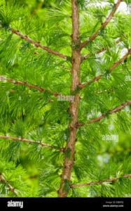 Unimmagine che ritrae un pino con una bellissima chioma di foglie di larice europeo, un albero che simboleggia forza e resistenza