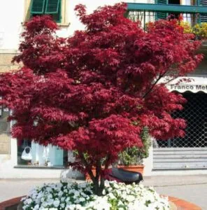 Un acero rosso è una pianta dal portamento elegante, con un tronco robusto e foglie di un bel colore intenso Questa pianta è una delle preferite da avere in vaso, con una bella forma che ne fa unaggiunta di stile a qualsiasi ambiente