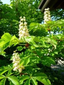 Questa foto ritrae un albero di Ippocastano Indiano con le sue Foglie Verdi e Vegetazione Erbacea che ricordano una Foresta Pluviale Le sue Fronde si estendono, formando un grande Cespuglio di Erba e Fiori, che ricorda la bellezza della Natura