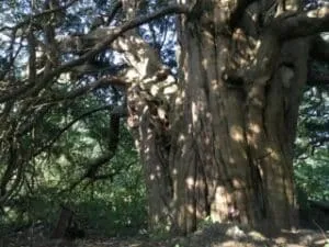 Questa immagine rappresenta un albero mitico, il CedarAlbero, una conifera dal tronco robusto, una specie di tasso che cresce nella vegetazione dei boschi e delle foreste pluviali Il suo boschetto di cedri offre una sensazione di calma ed eleganza