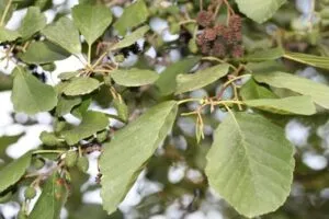 Questa immagine mostra un albero della vita che rappresenta la diversità del nostro mondo dalle piante di ortaggi alle foglie, dagli invertebrati come le vespe ai fiori e alla frutta, tutti contribuiscono a produrre deliziose verdure