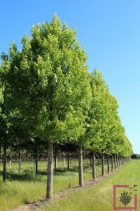 Questa immagine mostra un acero campestre in una scena incontaminata di natura un ampio paesaggio boschivo ricco di vegetazione varia, lacero zuccheroso è lelemento principale di questo affascinante e idilliaco scenario allaperto