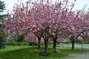 Una bella giornata di primavera, in un parco allaperto, è arricchita dalla fioritura dei sakuranbo su un albero di ciliegio La vegetazione del parco la fa da padrone, tra le auto parcheggiate e lerba verde Una scena in cui la natura è in tutta la sua bellezza