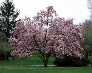 Una magnifica vista di un parco che offre uno spettacolare paesaggio di natura incontaminata con un imponente albero di magnolia in fiore, una spessa vegetazione ed erba ricca di colori, e una fioritura di ciliegio nellaria aperta