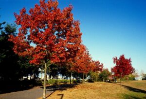 Questa immagine ritrae un albero di quercia rossa GardenAlbero circondato da una rigogliosa vegetazione che include aceri, erba e foglie Un piccolo boschetto si estende fino a un grande bosco e un parco, creando un incantevole paesaggio da giardino
