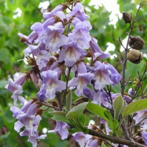 Un albero Paulownia dal bellissimo fiore con i suoi petali colorati, ideale per arredare il tuo giardino con una pianta dallaspetto unico