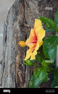 Un albero di ibisco con petali di marshmallow! Una pianta ricca di colori e sapori, un fiore dolce e delicato che cresce sullalbero come una caramella al cioccolato