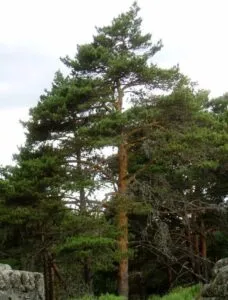 Questa immagine mostra un pino contorto delle montagne, una conifera di cedro che si staglia tra la vegetazione, un albero abete che contribuisce al paesaggio