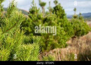 Questa splendida immagine mostra un Pinus contorta, un albero conifera che è una delle principali specie di abete presenti in natura Si tratta di una pianta che cresce in molte zone della vegetazione, ed è caratterizzata da una chioma densa e di una corteccia grigia e rugosa