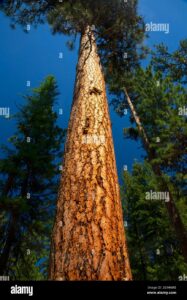Questa immagine mostra un imponente pino giallo che si erge nel mezzo di un bosco La sua corteccia rugosa e il tronco possente sono caratteristici degli alberi della famiglia dei conifere, come la sequoia Intorno a lui si estende una ricca vegetazione, con diverse varietà di alberi, arbusti e terra Uno scenario mozzafiato, che ricorda la bellezza della macchia mediterranea