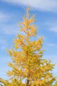 Questimmagine mostra un albero di pino giallo, una specie di conifera nota anche come Larice o più comunemente Pino, una pianta che cresce in tutto il mondo