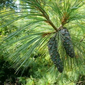 Questa immagine mostra un imponente Pino Himalayano, unimponente albero conifera che sta diventando sempre più rara Una pianta davvero speciale, che è un simbolo di grandezza e forza