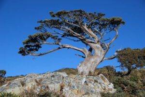 Immagine duna scena naturale dove un pino loricato si staglia tra tronchi di alberi, vegetazione lussureggiante ed una roccia che emerge dal bosco uno spettacolare incontro tra legno, natura ed aria aperta