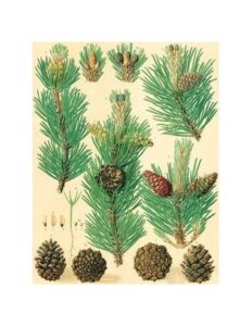 Un pino mugo che cresce e produce ananas, lalbero conifero che offre una deliziosa frutta unimmagine che rappresenta la produzione naturale di cibo