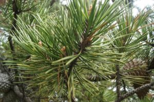 Un bellissimo pino mugo in crescita, rappresentante della famiglia delle conifere Questo albero, simbolo della vegetazione, dellabete e del pino, è una splendida vista da godersi