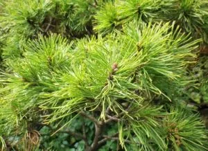 Questa immagine mostra un pino mugo in crescita, un albero conifera che rappresenta la vegetazione delle nostre montagne Il suo sviluppo rappresenta la vita che cresce e si sviluppa in questi ambienti