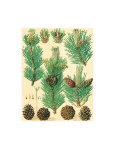 Un albero di Pinus con un frutto di Ananas una pianta conifera che unisce la frutta e il legno di larice