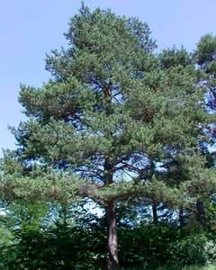 Questimmagine mostra un magnifico abete bianco, una specie di pino silvestre conosciuta anche come spruce, un albero conifera che fa parte della vegetazione Una visione davvero incantevole!