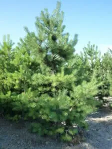 Questa immagine mostra un pino silvestre, una delle più importanti piante appartenenti alla famiglia delle conifere La sua altezza e la sua bellezza conferiscono alla vegetazione un aspetto magnifico Uno dei più grandi e noti alberi di questa specie è labete, una delle piante più ricercate per la decorazione natalizia