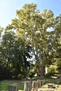 Unimmagine che ritrae un platano comune e la sua vegetazione, un albero con un tronco robusto e un bosco in background, ricordandoci che la foresta è uno spazio aperto e unico in cui gli alberi crescono e i ceppi si accumulano per formare un boschetto