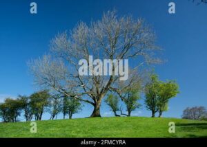 A prima vista, potresti pensare che si tratti di una fotografia di una cenere pallida meadowquercia, un tiglio, un albero e lerba di un campo allaperto Ma, guardandola più da vicino, si nota che quello che in realtà è una prateria o un prato, perfetto per un pascolo