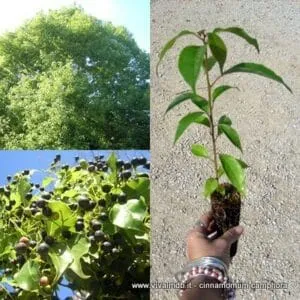 Un bambino sfoggia un anello doro mentre si gode un momento di pace nel giardino Una fragrante pianta erbacea con foglie di cannella si trova in un vaso, mentre una varietà di frutti maturi cresce sui rami Una bella scena di armonia tra luomo e la natura